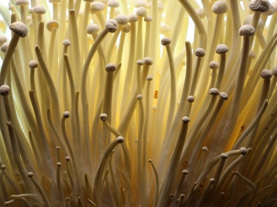 Close-up of numerous thin, light brown mushroom stems with small caps, densely clustered together.