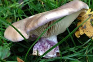 A pale purple mushroom with gills, growing in grass next to a yellow leaf.