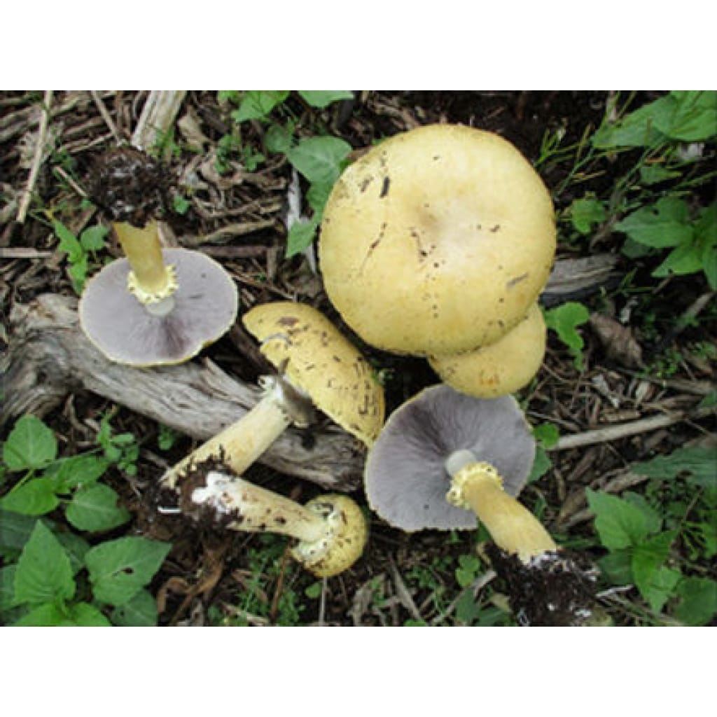 Growing Wine Cap and Golden Wine Cap Mushrooms, Stropharia rugosoannulata 2 Photo Showing Golden Wine Cap Mushroom Fruiting on the Ground