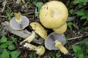 Five yellowish mushrooms with pale gills growing among green plants and pieces of wood on the ground.