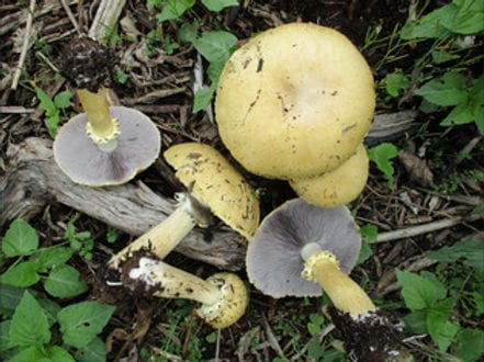 Five yellowish mushrooms with pale gills growing among green plants and pieces of wood on the ground.