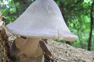 A pale mushroom with a smooth cap grows on a forest floor, surrounded by greenery and dappled sunlight.