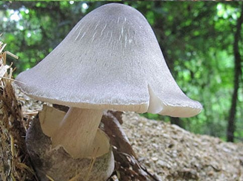 A pale mushroom with a smooth cap grows on a forest floor, surrounded by greenery and dappled sunlight.