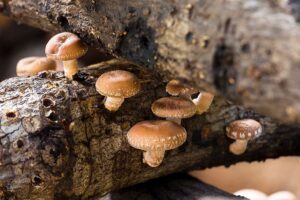 Brown mushrooms growing on decaying wooden logs in a natural outdoor setting.