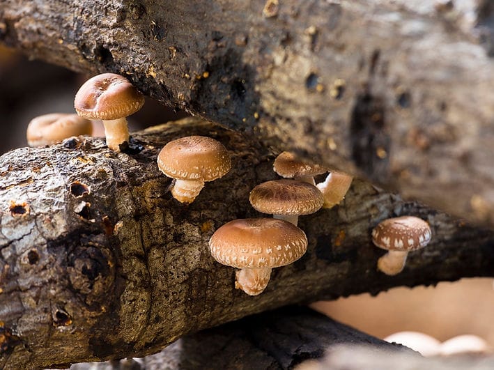 Brown mushrooms growing on decaying wooden logs in a natural outdoor setting.