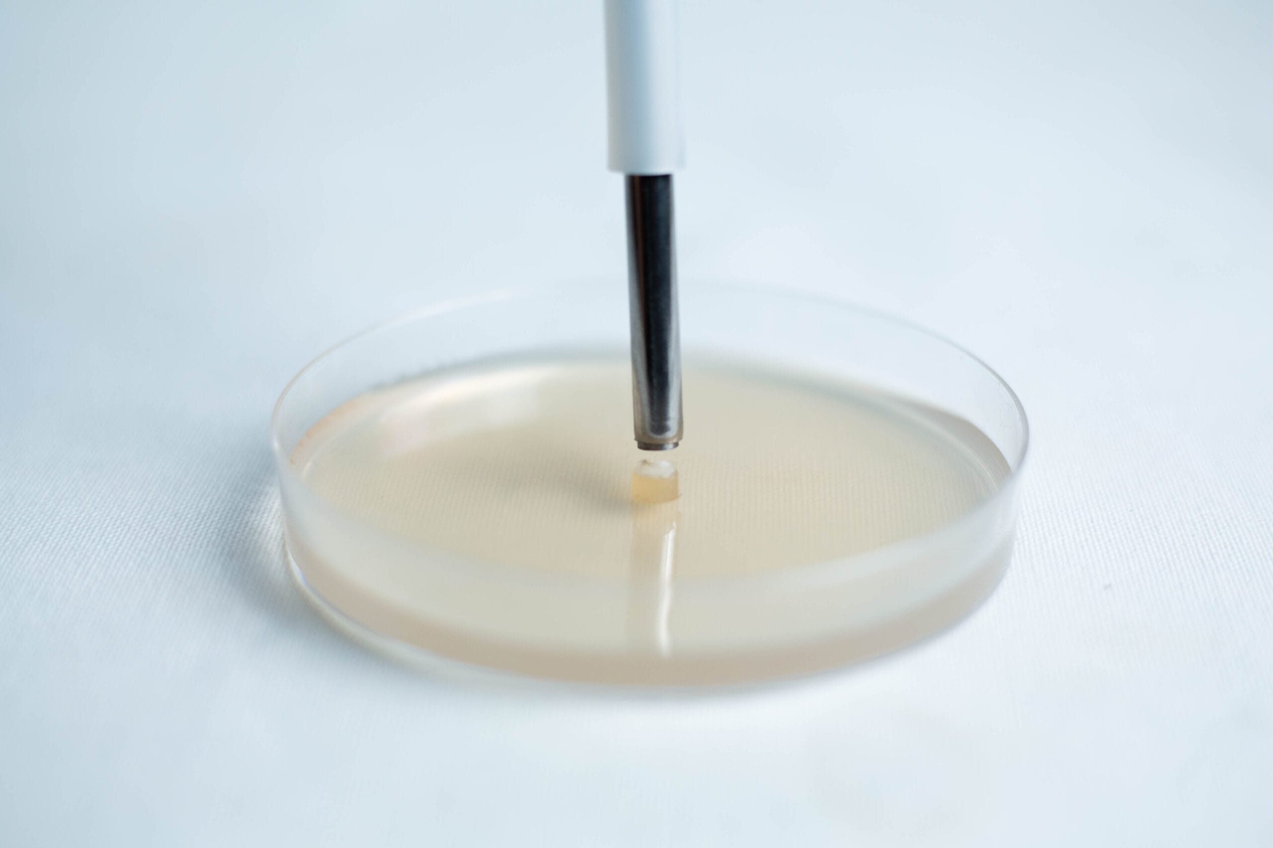 A metal tool picks up a small sample from a clear petri dish with a light-coloured agar surface.