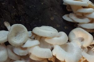 White mushrooms growing closely together on a dark, rough tree trunk.