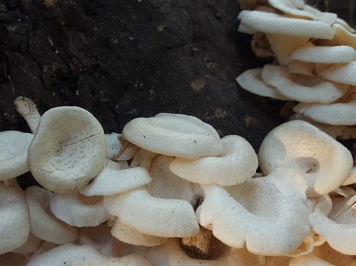 White mushrooms growing closely together on a dark, rough tree trunk.