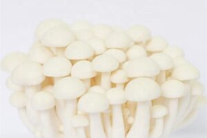 A cluster of white shimeji mushrooms with smooth caps and slender stems on a plain background.