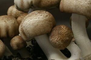 Close-up of brown and white mushrooms growing together in dark soil.
