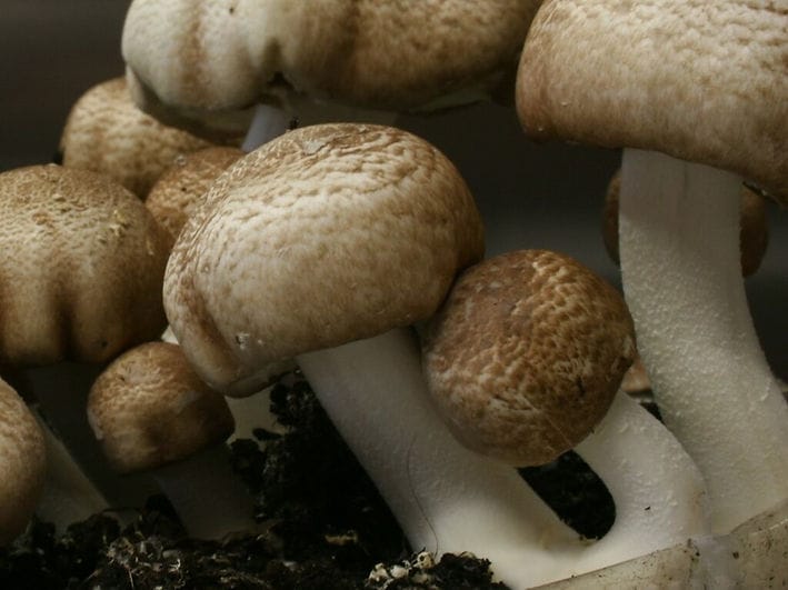 Close-up of brown and white mushrooms growing together in dark soil.