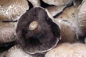 Close-up of several portobello mushrooms, with one showing its dark gills and stem.