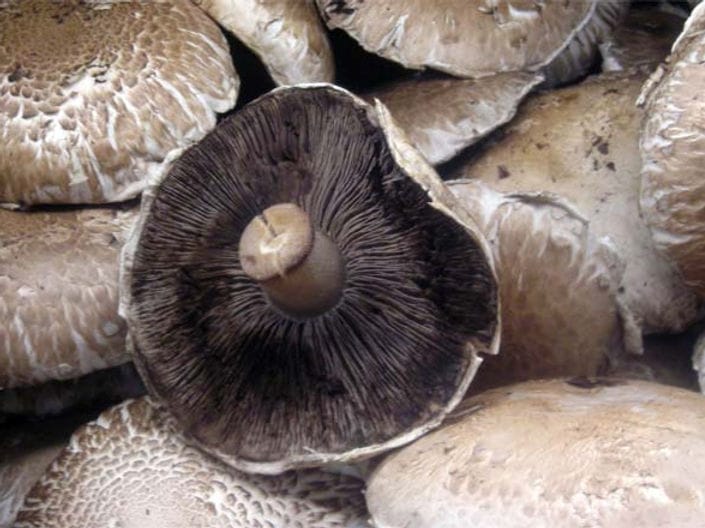 Close-up of several portobello mushrooms, with one showing its dark gills and stem.