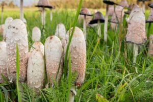 Cluster of shaggy ink cap mushrooms growing among tall green grass in a field.
