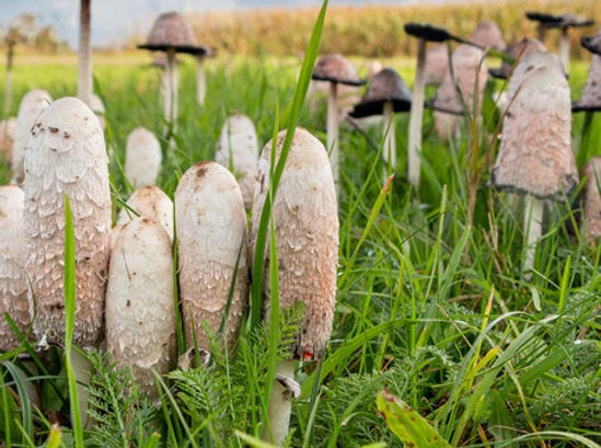 Cluster of shaggy ink cap mushrooms growing among tall green grass in a field.