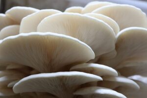 Close-up of clustered white oyster mushrooms showing their delicate gills and overlapping caps.