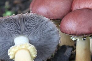 Cluster of reddish-brown mushrooms with one showing its white gills and yellowish stalk.