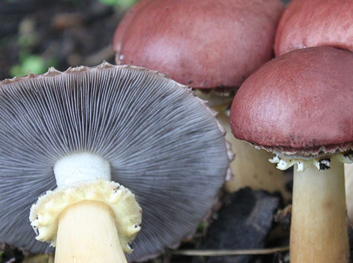 Cluster of reddish-brown mushrooms with one showing its white gills and yellowish stalk.