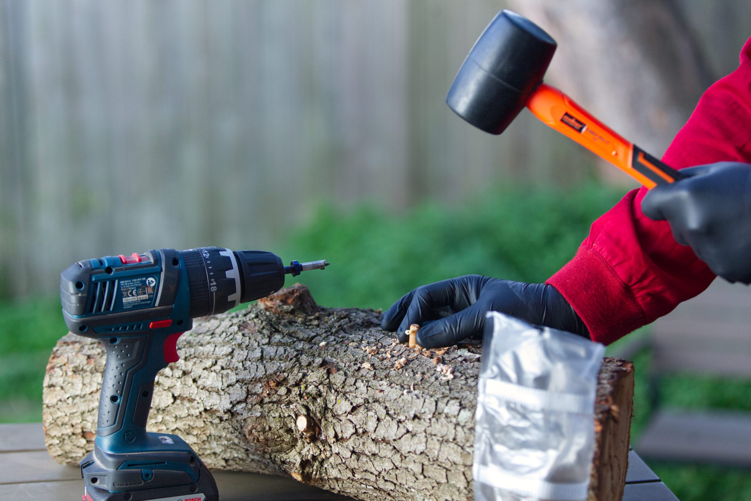 Gloved person taps a dowel from Log Dowel Mushroom Plug Spawn | Native Australian Reishi | Ganoderma steyaertanum into a log outdoors, with drill and bag nearby.