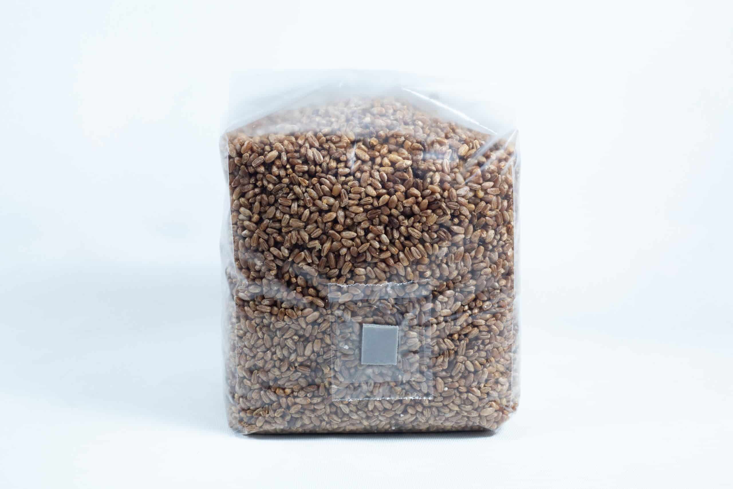 A clear plastic bag containing rye grain organic pre-sterilised for mushroom cultivation with injection port and air filter, sealed and standing upright on a white background.