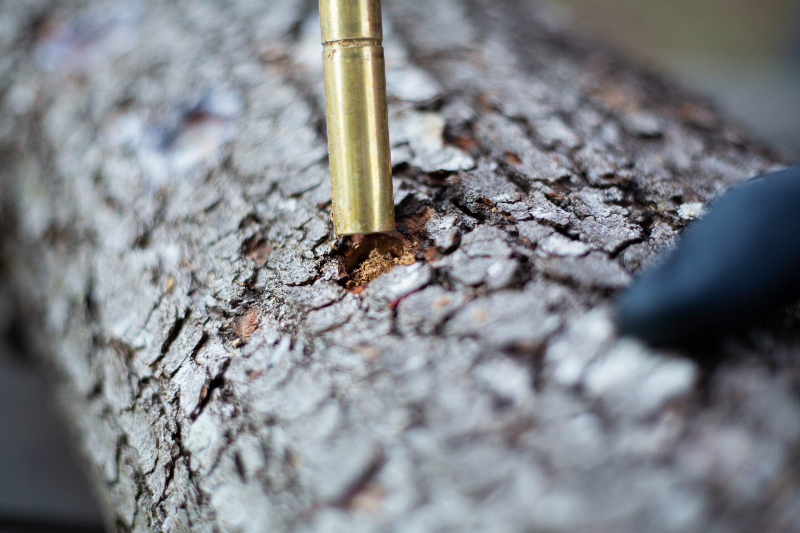 A brass tool is being pressed into the bark of a tree trunk, next to a gloved hand.