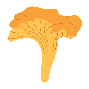 Illustration of a single yellow chanterelle mushroom with wavy cap and visible gill lines, on a white background.