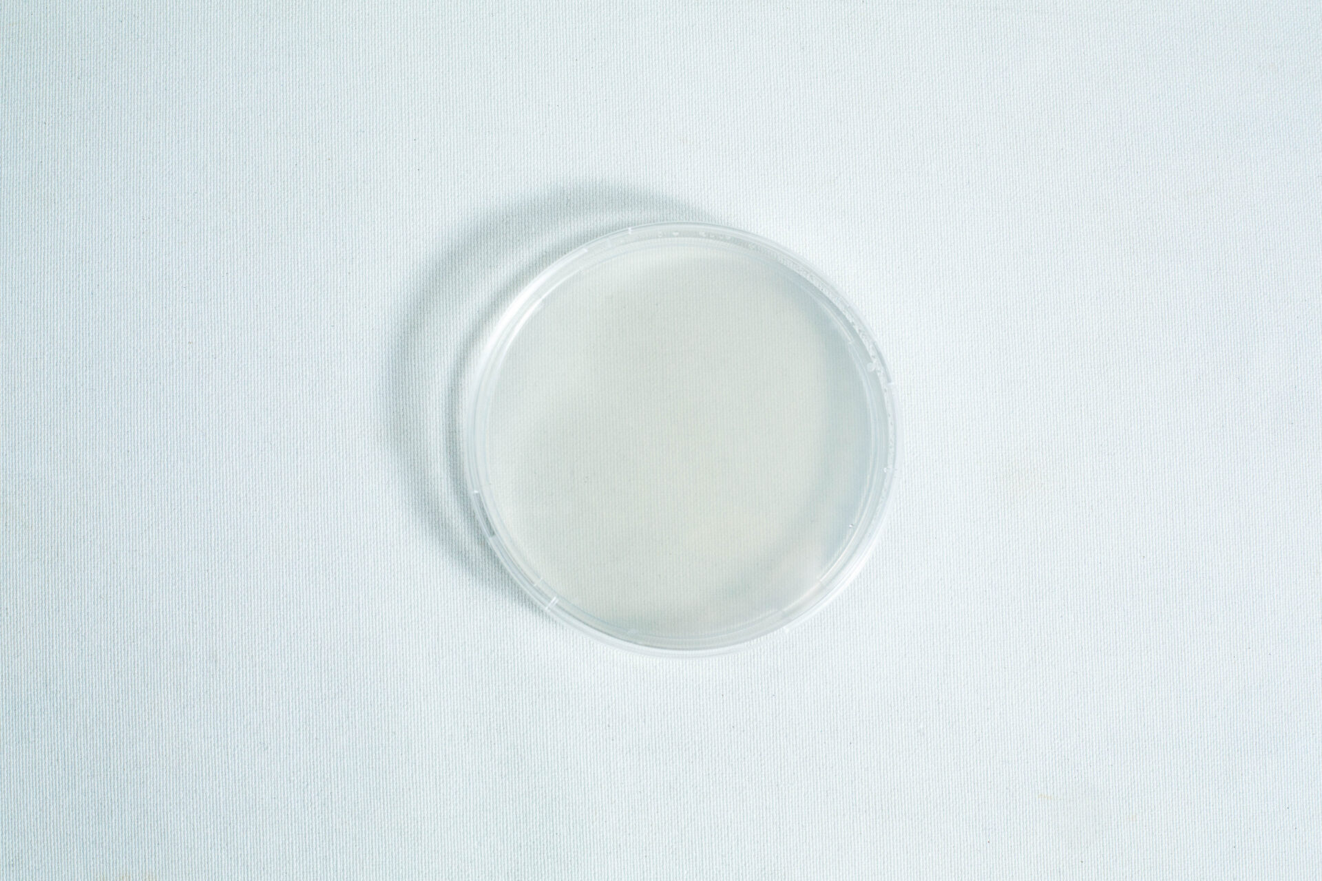 A clear petri dish placed on a white surface, viewed from above.