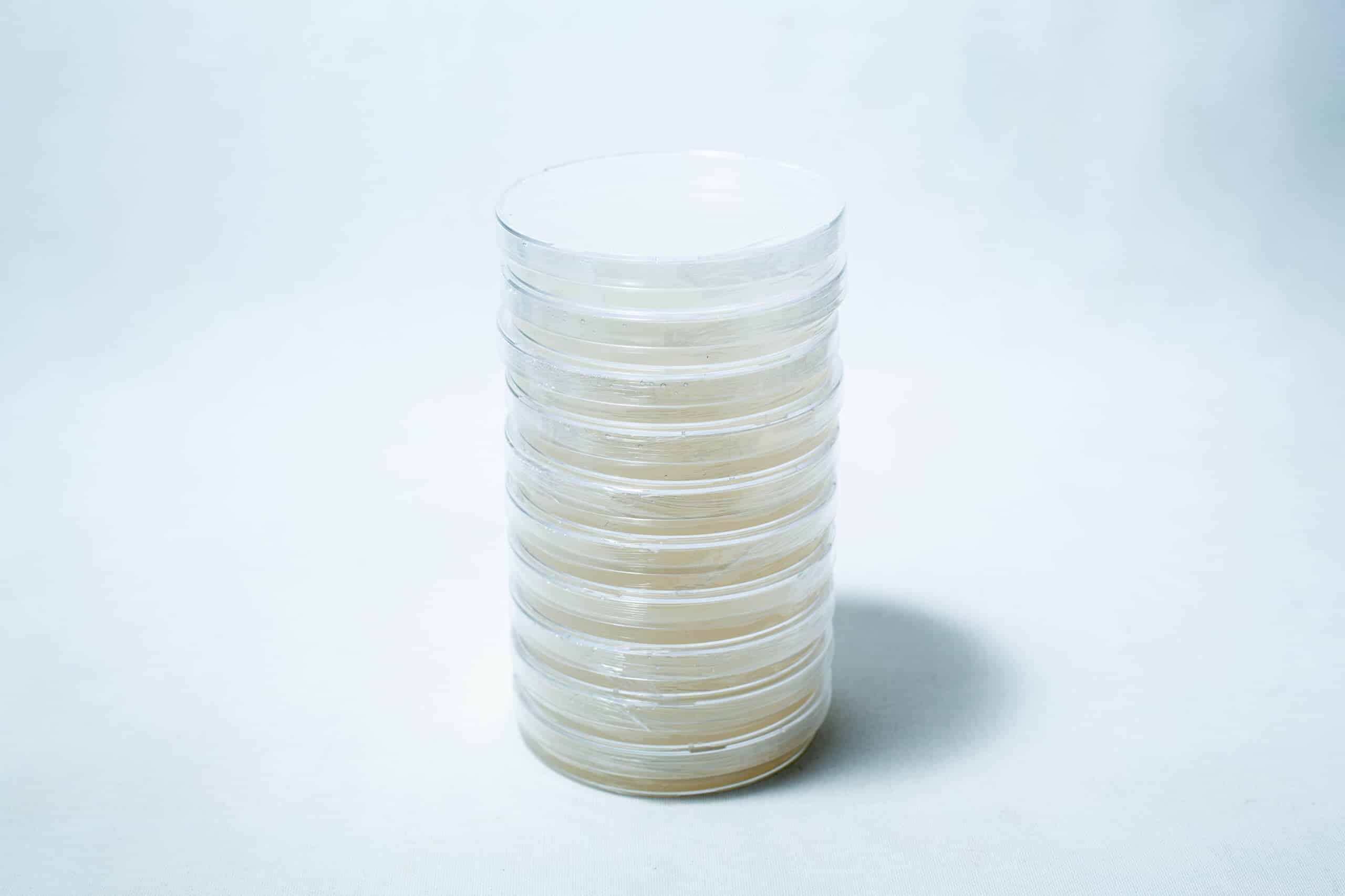 A stack of clear, sealed petri dishes filled with a light-coloured substance on a white background.