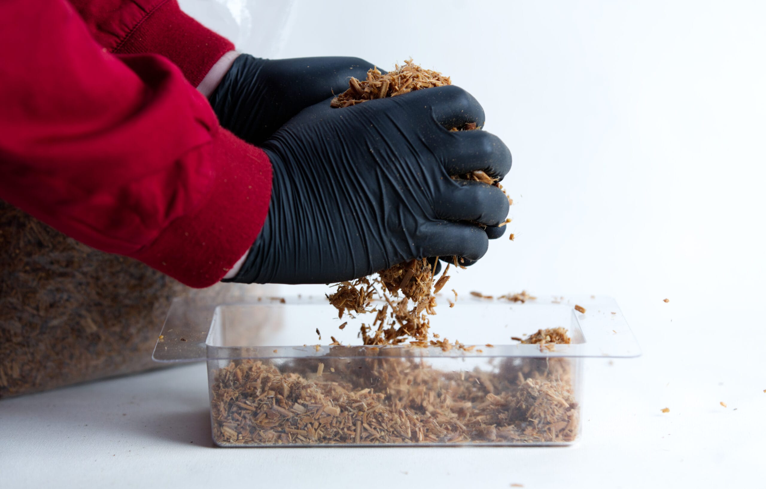 Hands in black gloves breaking up substrate over a clear plastic container with a white background.