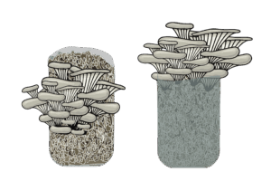 Mushroom Growing Kits