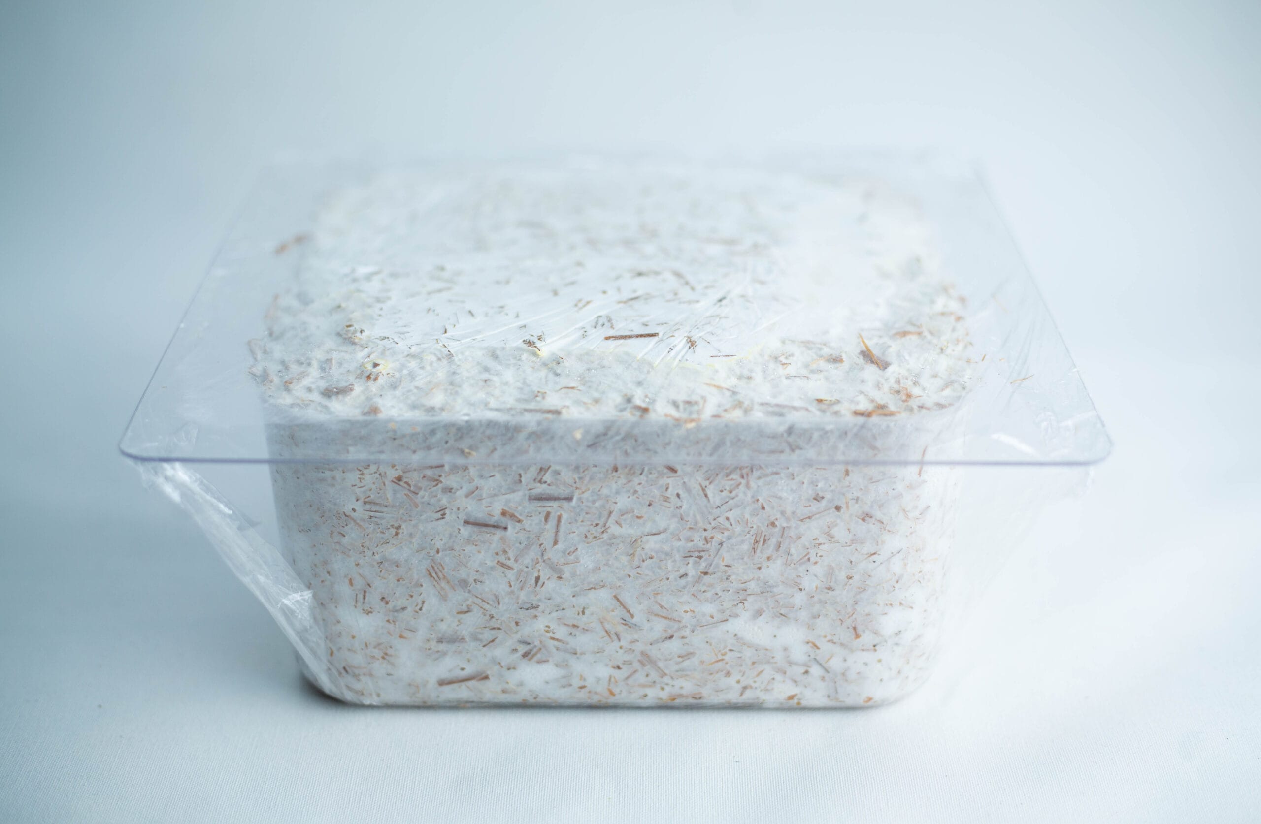 A clear plastic container filled with white mycelium and substrate, covered with cling film.