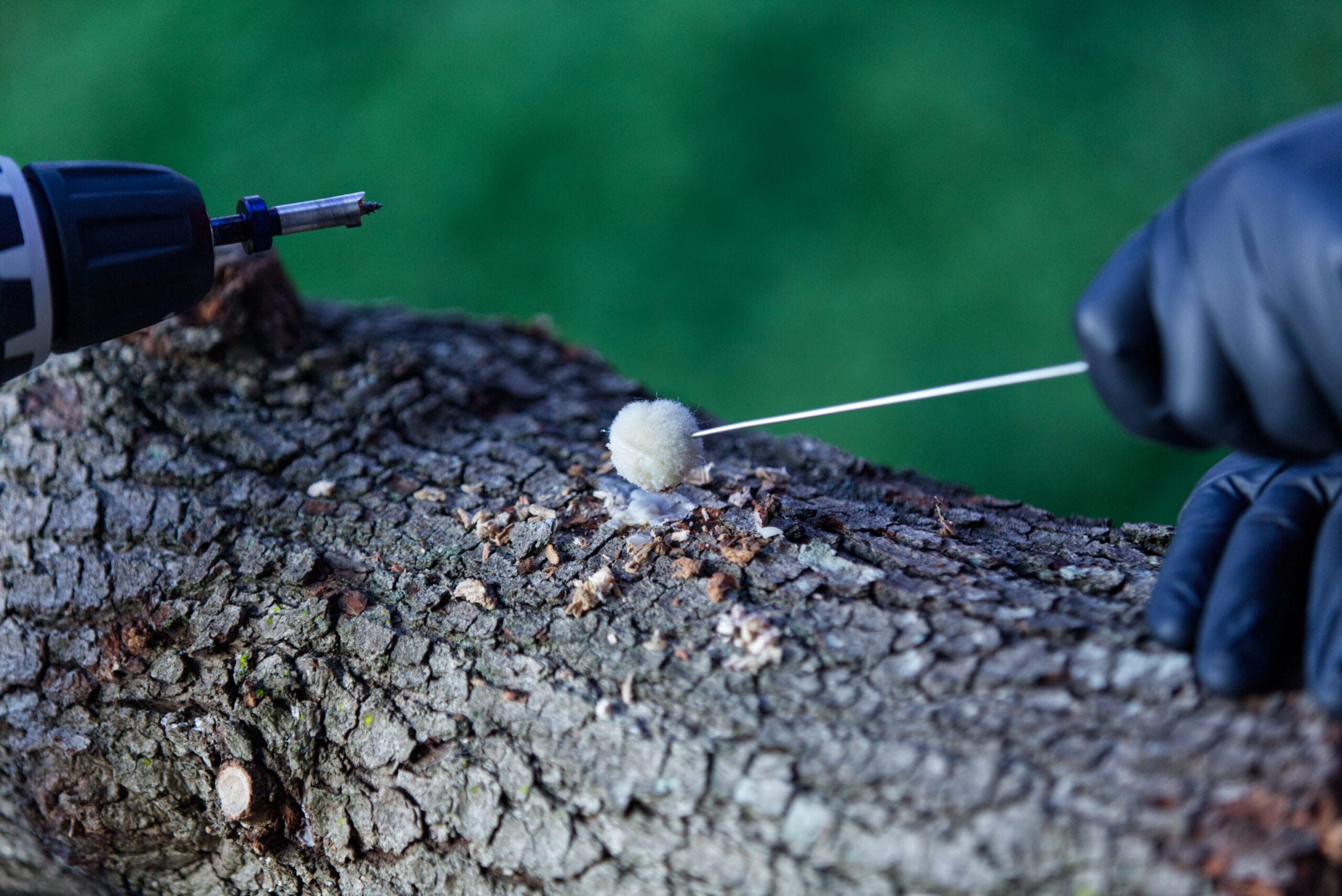 A gloved hand uses a tool to insert mushroom spawn into a drilled hole in a tree log.