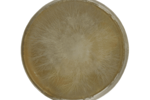 Circular petri dish with fluffy white mould or fungal colony growing on yellowish agar medium.