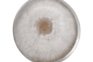 A petri dish with white, fuzzy mould growing in a circular pattern on its surface.