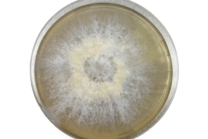 A petri dish with white, fuzzy mould growing in a circular pattern on the surface.