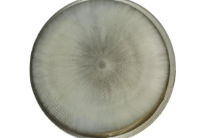 A circular petri dish with white mould growing in a radial pattern from the centre.