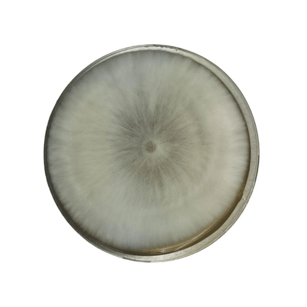 A circular petri dish with white mould growing in a radial pattern from the centre.