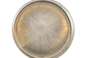 A round petri dish with white and grey mould growing in a circular pattern on its surface.