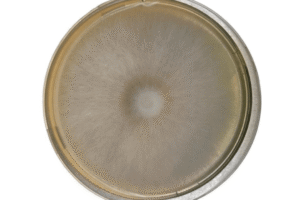 Petri dish with a circular, fuzzy mould colony growing in the centre on a yellowish agar medium.
