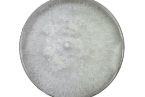 A round petri dish filled with white, fluffy mould or fungal growth.