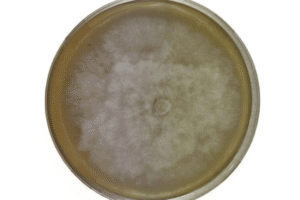 A petri dish with a large, circular white mould colony growing on its surface.
