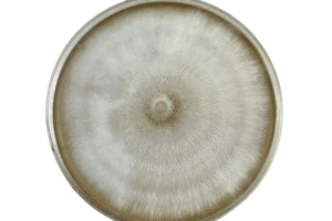 A round petri dish showing a circular, fuzzy mould colony with light brown and white concentric rings.
