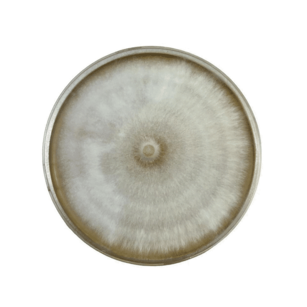 A round petri dish showing a circular, fuzzy mould colony with light brown and white concentric rings.