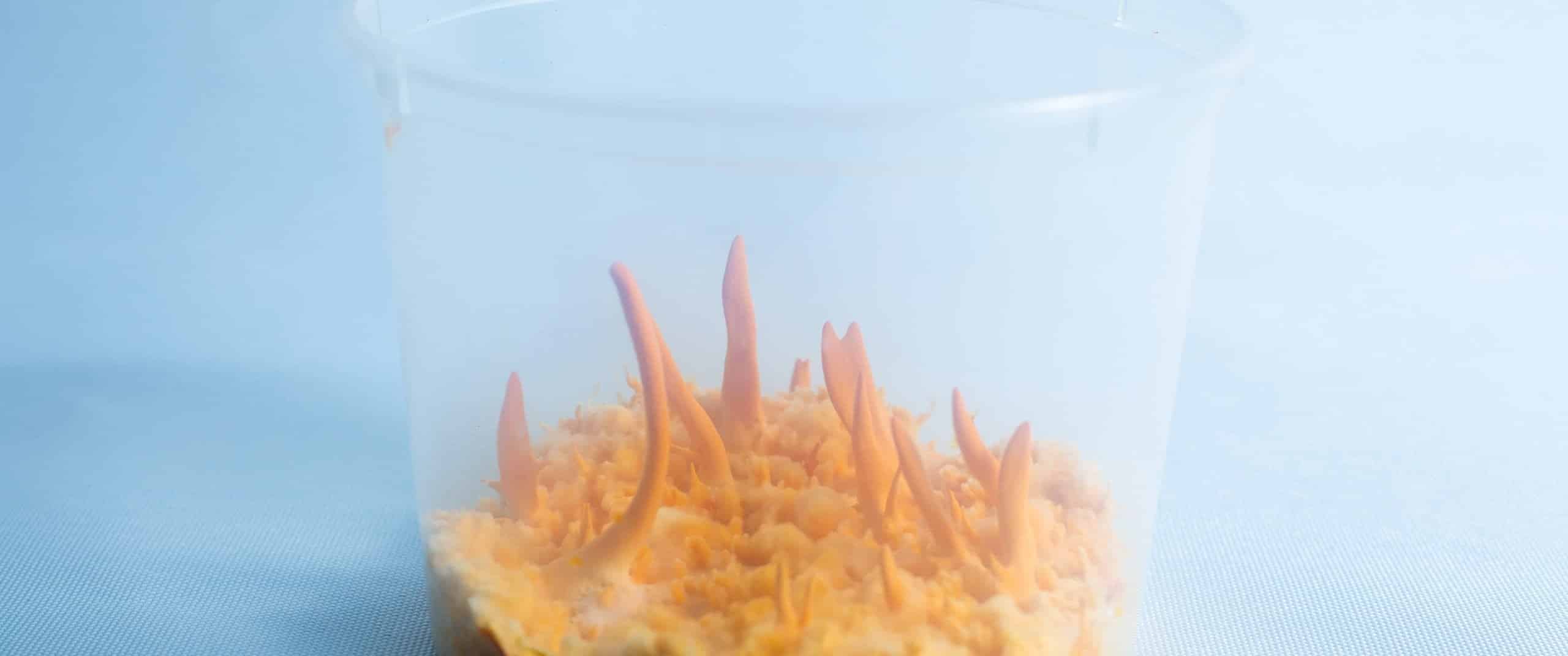 Clear plastic cup with orange fungus or spikes growing upwards from a yellowish base inside.