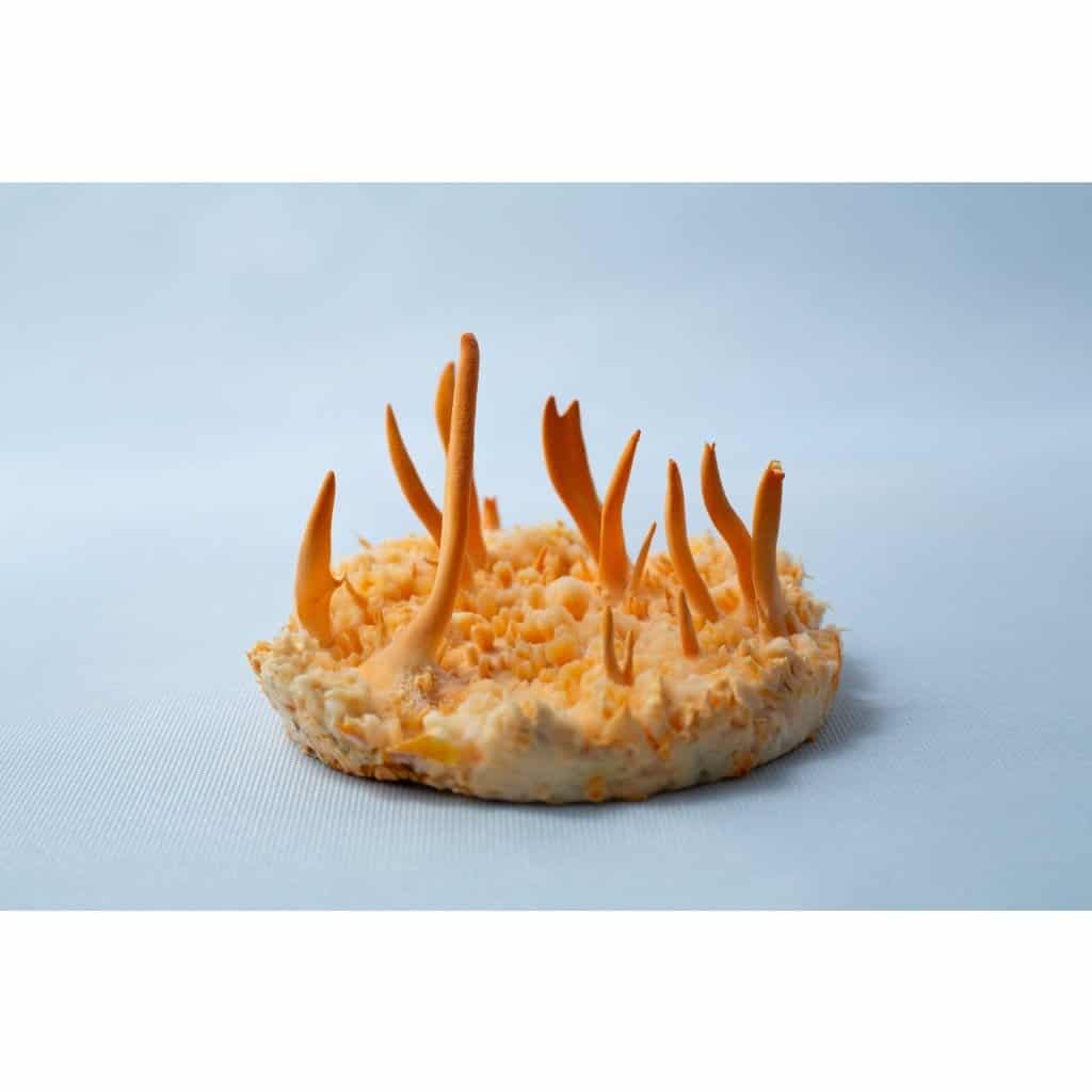 How to Grow Cordyceps militaris 4 Round orange fungus with tall, thin spikes growing upward on a light blue fabric background.