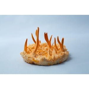 Round orange fungus with tall, thin spikes growing upward on a light blue fabric background.
