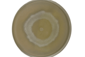 Round petri dish with a circular, white mould colony growing on a yellowish agar surface, viewed from above.