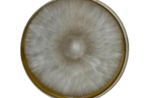 A round petri dish with white, fuzzy mould growing in a circular pattern on its surface.