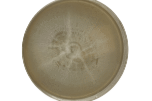 A round petri dish with beige bacterial or fungal growth spreading from the centre.