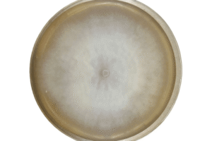 A Colonised Mushroom Culture On Agar Plate (Shaggy Mane | Coprinus comatus) with a circular, fuzzy white colony growing on the agar surface.
